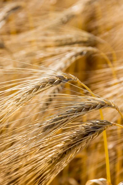 Campo di orzo prima del raccolto — Foto Stock