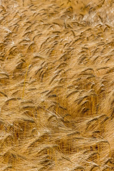 Campo di orzo prima del raccolto — Foto Stock