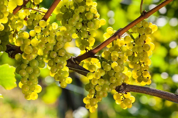 Trauben im Weinberg — Stockfoto