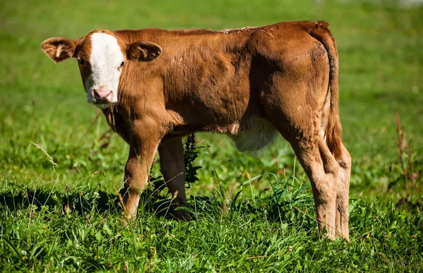 Milchkühe auf der Sommerweide — Stockfoto