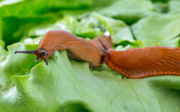 Lumaca con foglia di lattuga — Foto Stock