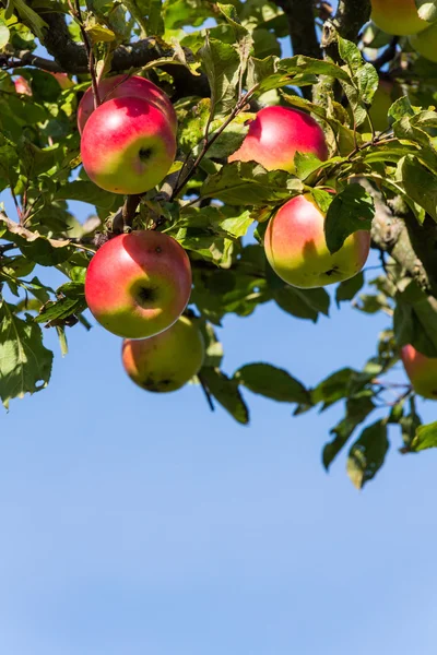 Apples in the fall of an apple tree — Stock Photo, Image