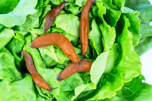 Caracol con hoja de lechuga — Foto de Stock