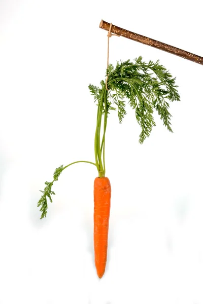 Cenouras frescas no chão — Fotografia de Stock