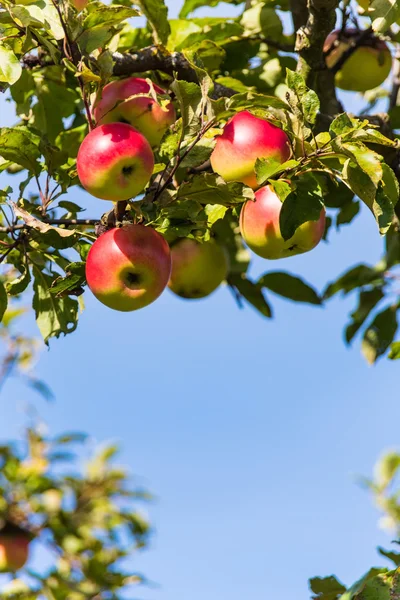 Apples in the fall on an apple tree — Stock Photo, Image