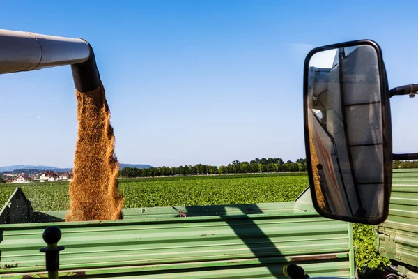 Campo de cereales de trigo en la cosecha — Foto de Stock