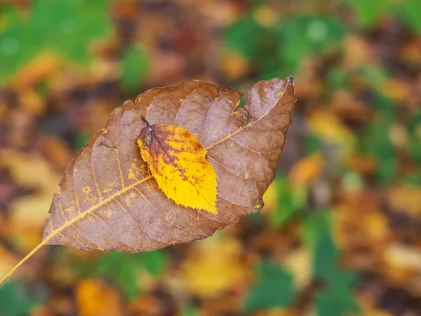 Лист і дерево восени — стокове фото