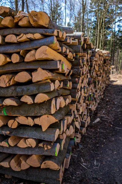 Troncos de árbol cortados por vicio — Foto de Stock