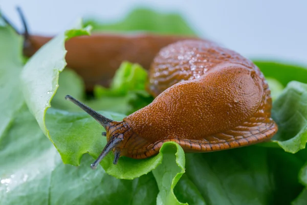 Lumaca con foglia di lattuga — Foto Stock