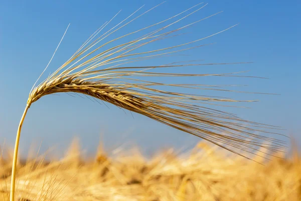 Barley field before harvest — Stock Photo, Image