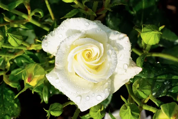 Rosa blanca en un rosal —  Fotos de Stock