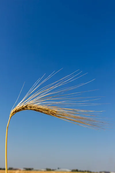 Barley field before harvest — Stock Photo, Image