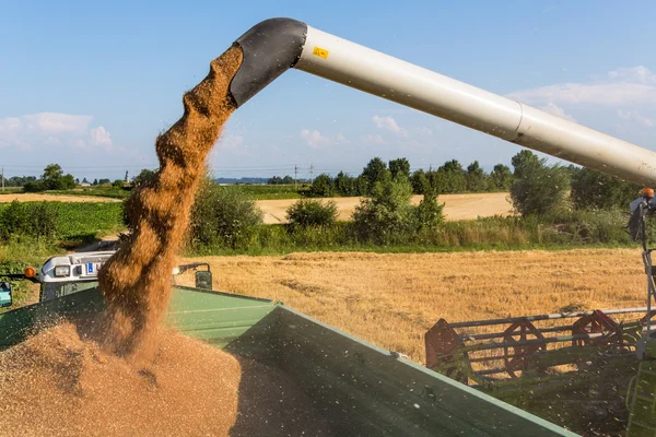 Campo de cereais de trigo na colheita — Fotografia de Stock