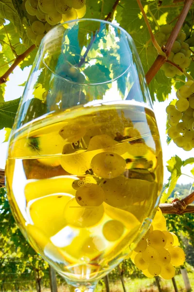 Wine glass in the vineyard — Stock Photo, Image