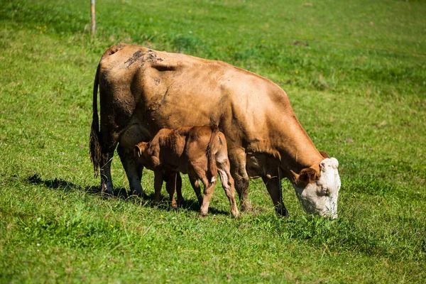 Yaz mera üzerinde süt inekleri — Stok fotoğraf