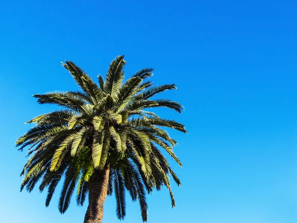 Palmier contre ciel bleu — Photo