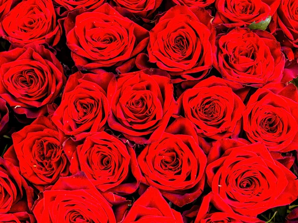 Red roses — Stock Photo, Image