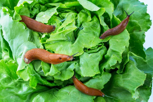 Schnecke mit Salatblatt — Stockfoto