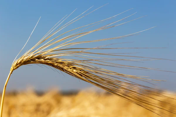 Arpa alanından önce hasat — Stok fotoğraf