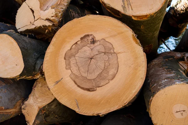 부 컷 나무 줄기 — 스톡 사진