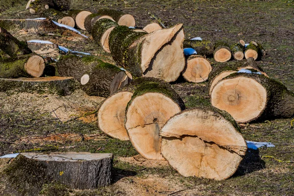 Yakacak odun için günlükleri — Stok fotoğraf