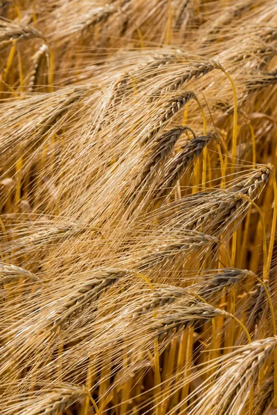 Campo de cebada antes de la cosecha —  Fotos de Stock