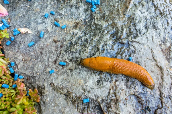 Caracol con pellets de babosa — Foto de Stock