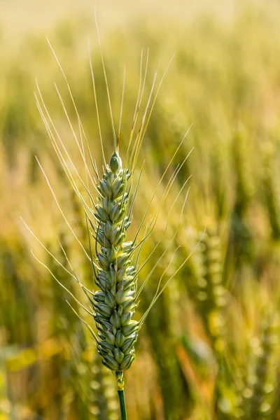 収穫前に、の麦畑 — ストック写真