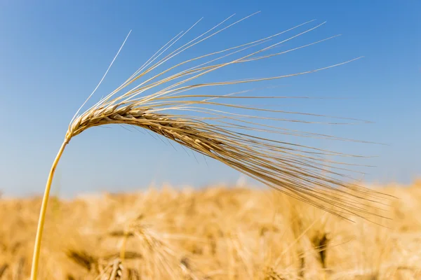 Barley field before harvest — Stock Photo, Image