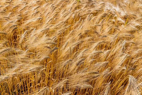 Campo de cebada antes de la cosecha —  Fotos de Stock