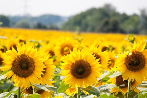 Sunflowers in bright yellow on a field — Stock Photo, Image