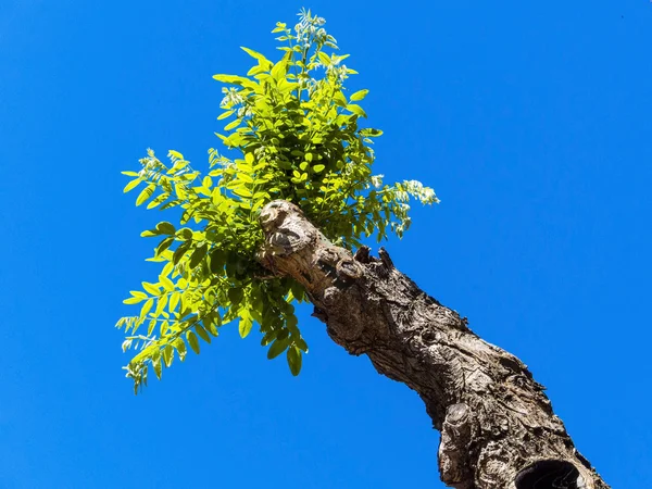 Jonge schieten op een gesnoeid boom — Stockfoto