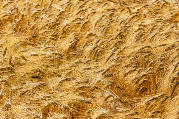 Campo de cebada antes de la cosecha —  Fotos de Stock