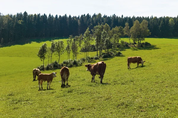 Vaches laitières dans les pâturages d'été — Photo