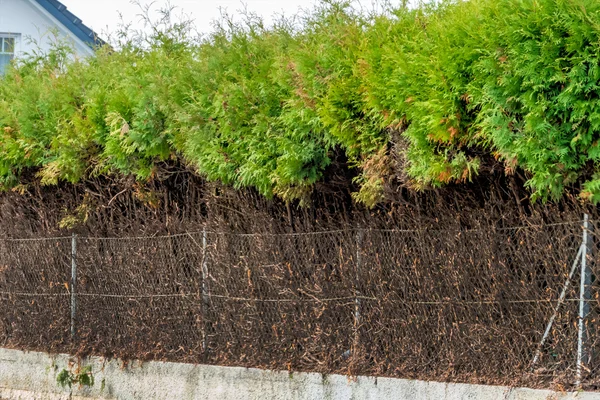 フェンスと緑のヘッジ — ストック写真