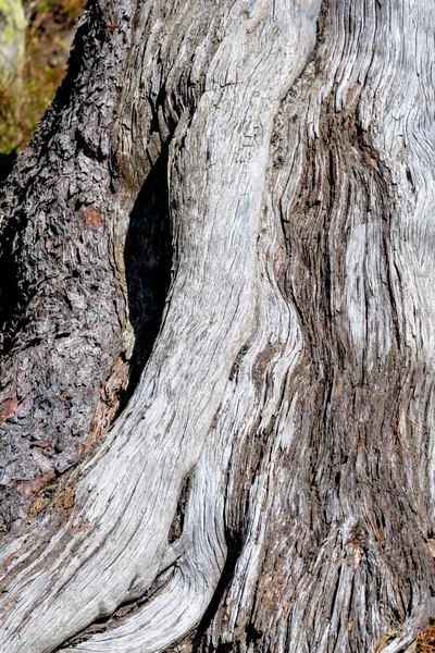 Yaşlı bir ağacın kabuğu — Stok fotoğraf