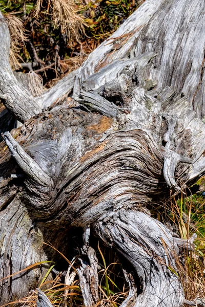 Corteza de un árbol viejo — Foto de Stock