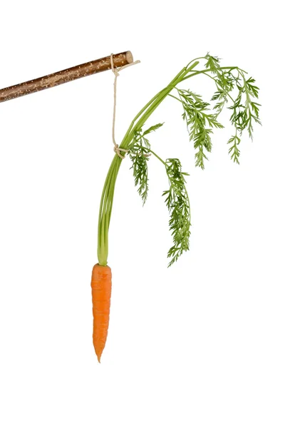 Fresh carrots on stock — Stock Photo, Image