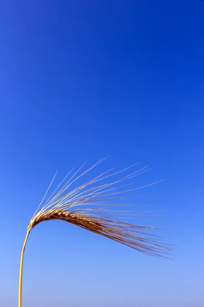 収穫前に、の麦畑 — ストック写真