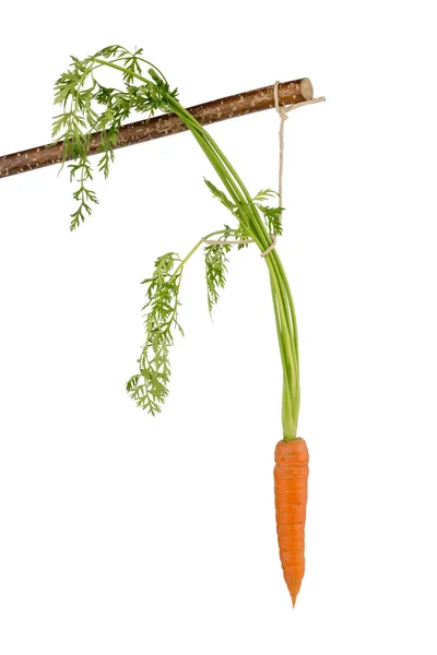 Fresh carrots on stock — Stock Photo, Image