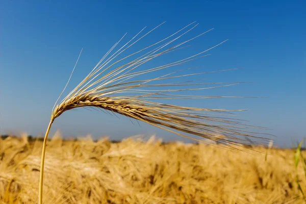 Barley field before harvest — Stock Photo, Image