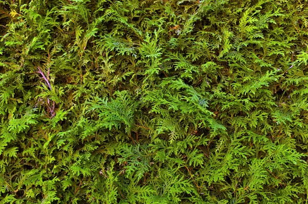 Grüne Hecke, Vollrahmen — Stockfoto