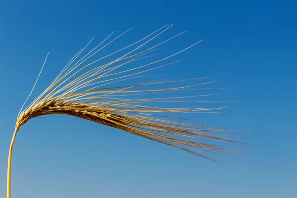 Barley field before harvest — Stock Photo, Image