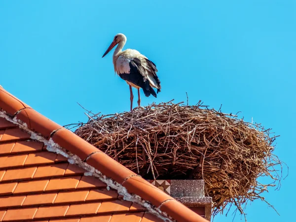 Rakousko, rez. hnízdo čáp — Stock fotografie