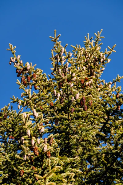 Cones de pinheiro e céu azul — Fotografia de Stock