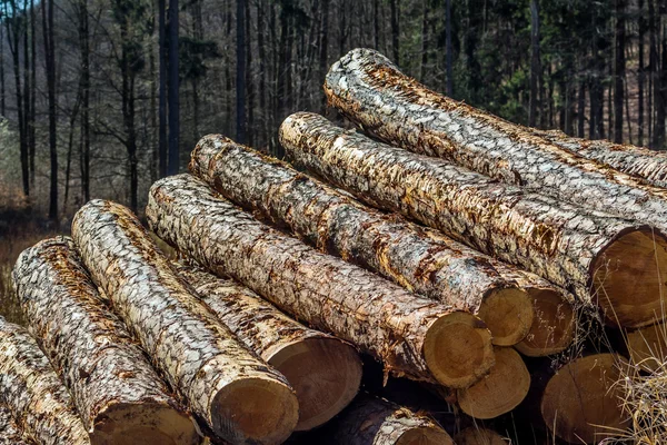 Yardımcısı kesilmiş ağaç gövdeleri — Stok fotoğraf