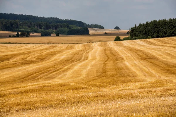 Зерновые поля летом — стоковое фото