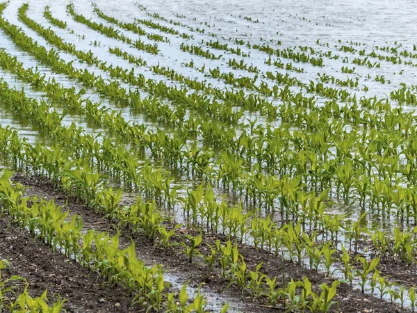 Flood 2013 — Stock Photo, Image