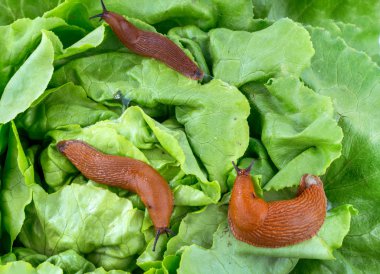snail with lettuce leaf clipart