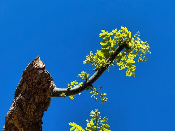 Unga skott på en tuktade träd — Stockfoto